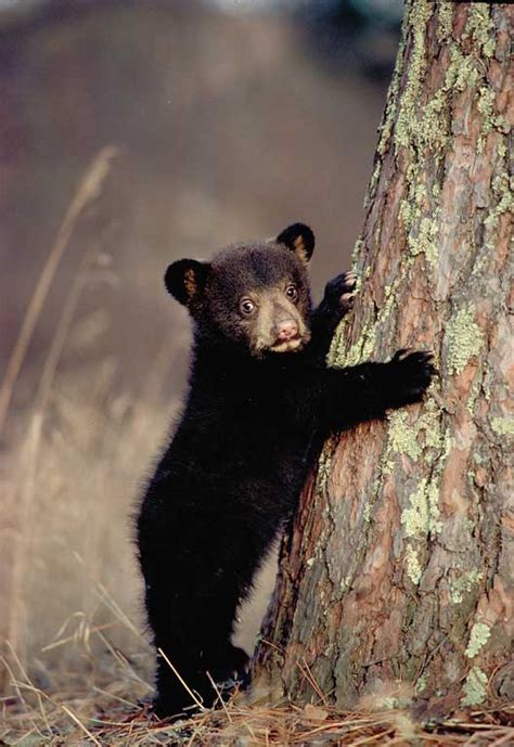 mature bear|Quick Black Bear Facts .